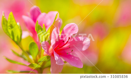 Satsuki 16: 9 31085836