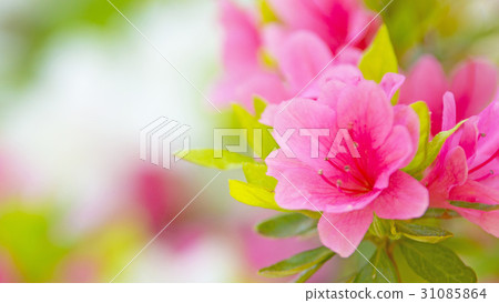 Satsuki 16: 9 31085864