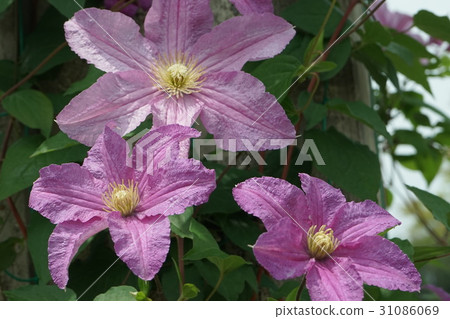 Clematis flower peach color 31086069