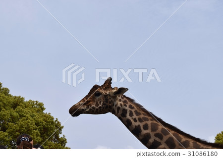 Giraffe Giraffe 31086180