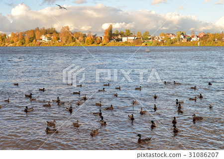 View of Neva River at evening. View of Neva River at evening. 31086207