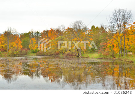 Park and pond at autumn. 31086248