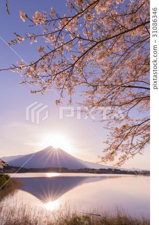 Double diamond Fuji cherry tree 31086346