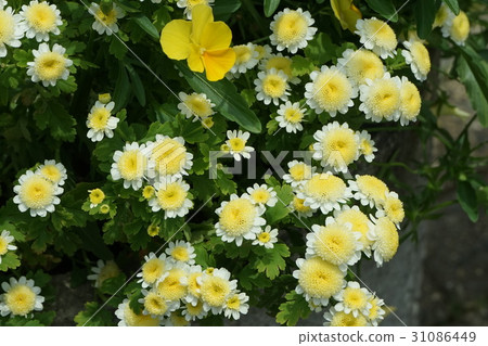 母系家族(小白菊) 母系家族(小白菊) 31086449