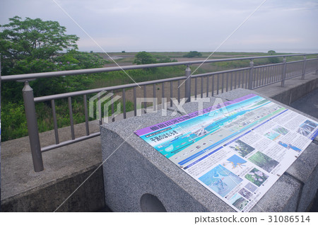 One of the largest pine trees in Ise Bay One of the largest pine trees in Ise Bay 31086514