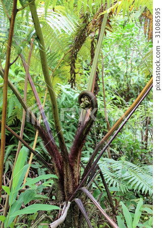 Hawaii Island Akaka Waterfall Plant 31086595