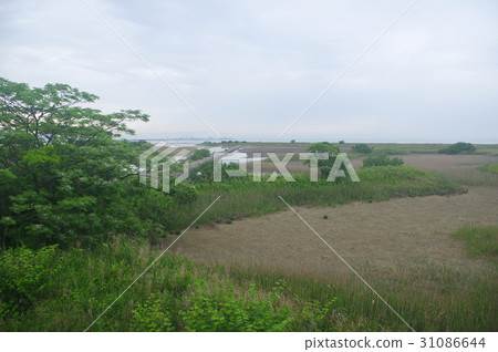 One of the largest pine trees in Ise Bay 31086644