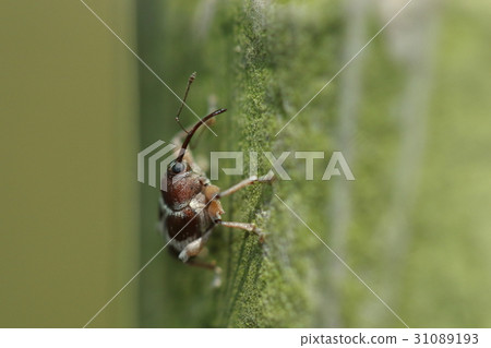 Living thing insect egogy beetle weevil, the size is around 6 mm, but there is a presence. I can not help myself. 31089193