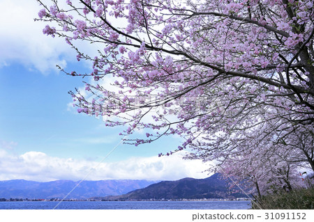 尾崎尾崎的Kaizu 04 尾崎尾崎的Kaizu 04 31091152