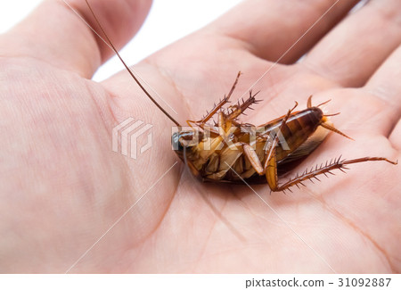 Closeup cockroach on hand for Insecticide product 31092887
