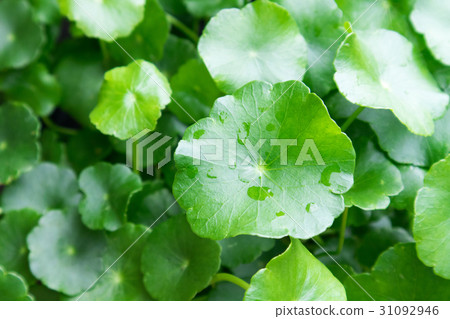 Gotu kola's leafs 31092946