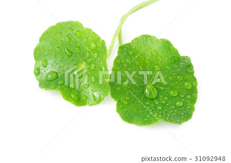 Gotu kola's leafs on white background 31092948