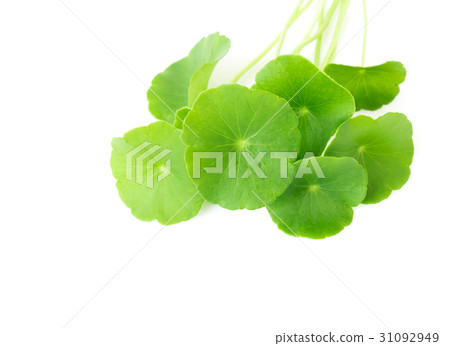 Gotu kola's leafs on white background 31092949