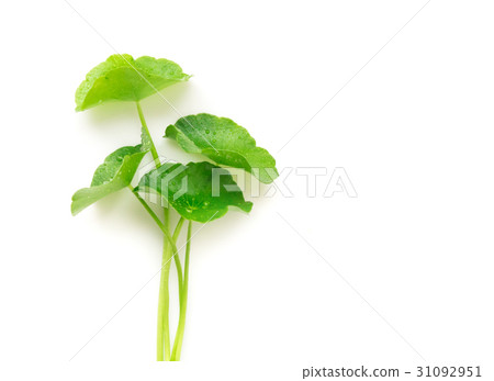 Gotu kola's leafs on white background 31092951