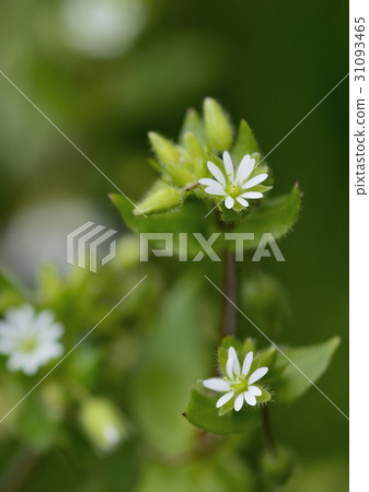 White little flower of beef honey White little flower of beef honey 31093465