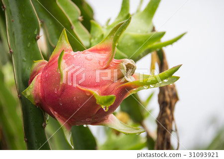 dragon Fruit on the tree after rain in garden 31093921