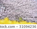 櫻花和油菜花 31094236