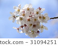 櫻桃樹 31094251
