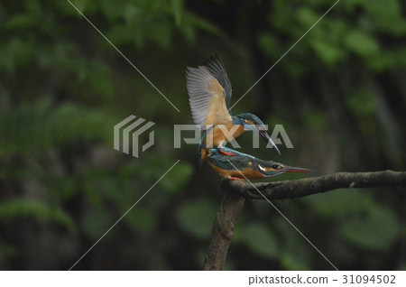 A couple of kingfishers in love (Negawa Greenery Road / Tachikawa Park / Tachikawa City, Tokyo) A couple of kingfishers in love (Negawa Greenery Road / Tachikawa Park / Tachikawa City, Tokyo) 31094502