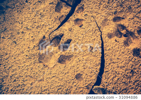 Dog footprints at the cracked ground. Vintage tone Dog footprints at the cracked ground. Vintage tone 31094886