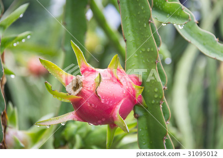 dragon Fruit on the tree after rain in garden 31095012