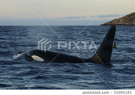逆戟鯨 31095281