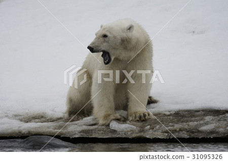 Polar bears 31095326