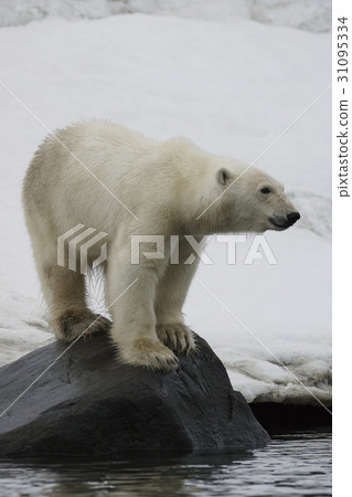 北極熊 31095334