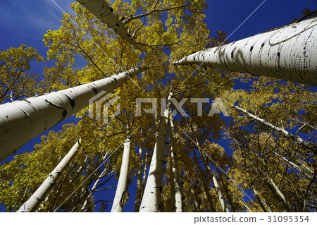 Aspen Aspen 31095354
