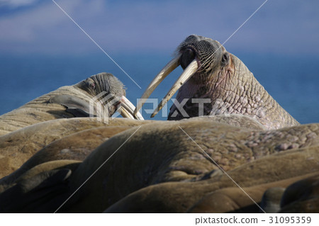 Walrus Walrus 31095359
