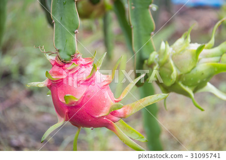 dragon Fruit on the tree after rain in garden 31095741