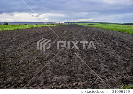 arable field farm 31096199