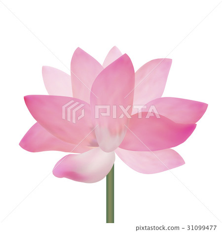 Realistic Detailed Pink Lotus Flower. Vector 31099477
