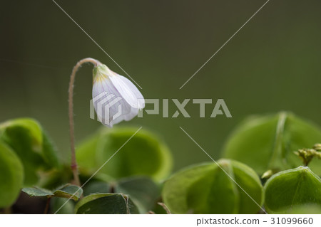 Fragile flower close up 31099660