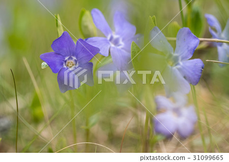 Blue flowers at low perspective Blue flowers at low perspective 31099665