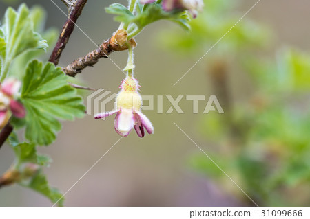 Gooseberry flower closeup 31099666