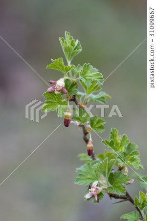 Branch with gooseberry flowers Branch with gooseberry flowers 31099667