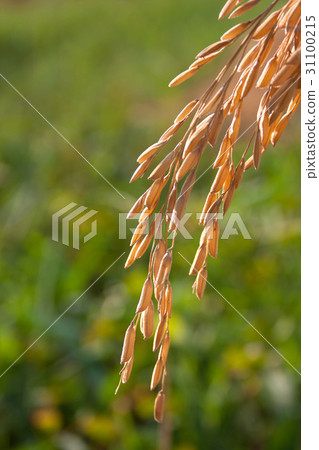 Rice spike 31100215