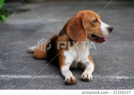 Purebred beagle dog alone at home 31100237