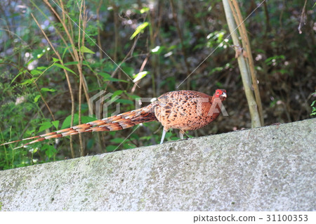 Yamadori (Shikoku Yamadori) Yamadori (Shikoku Yamadori) 31100353