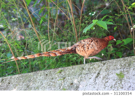 Yamadori(四國山田) Yamadori(四國山田) 31100354