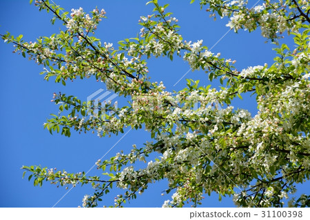 Zumi's flower blooms 31100398