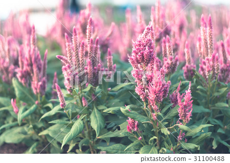 Colorful flowers for background . Colorful flowers for background . 31100488
