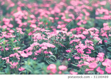 Colorful flowers for background . Colorful flowers for background . 31100489