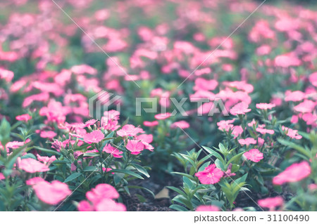 Colorful flowers for background . Colorful flowers for background . 31100490