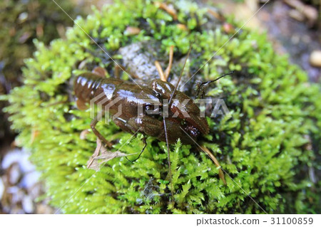 日本小龍蝦 31100859