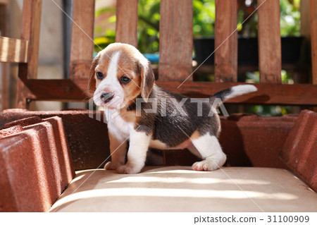 Beagle puppy sit and play on wood chair Beagle puppy sit and play on wood chair 31100909