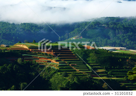 Dalat terraces, green vegetables farm Dalat terraces, green vegetables farm 31101032