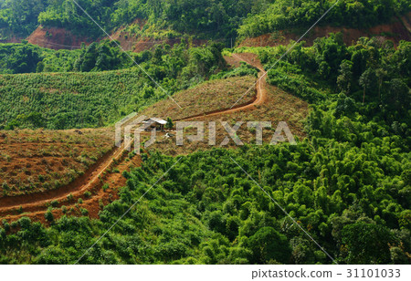 deforest for agriculture 31101033