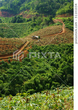 deforest for agriculture deforest for agriculture 31101034